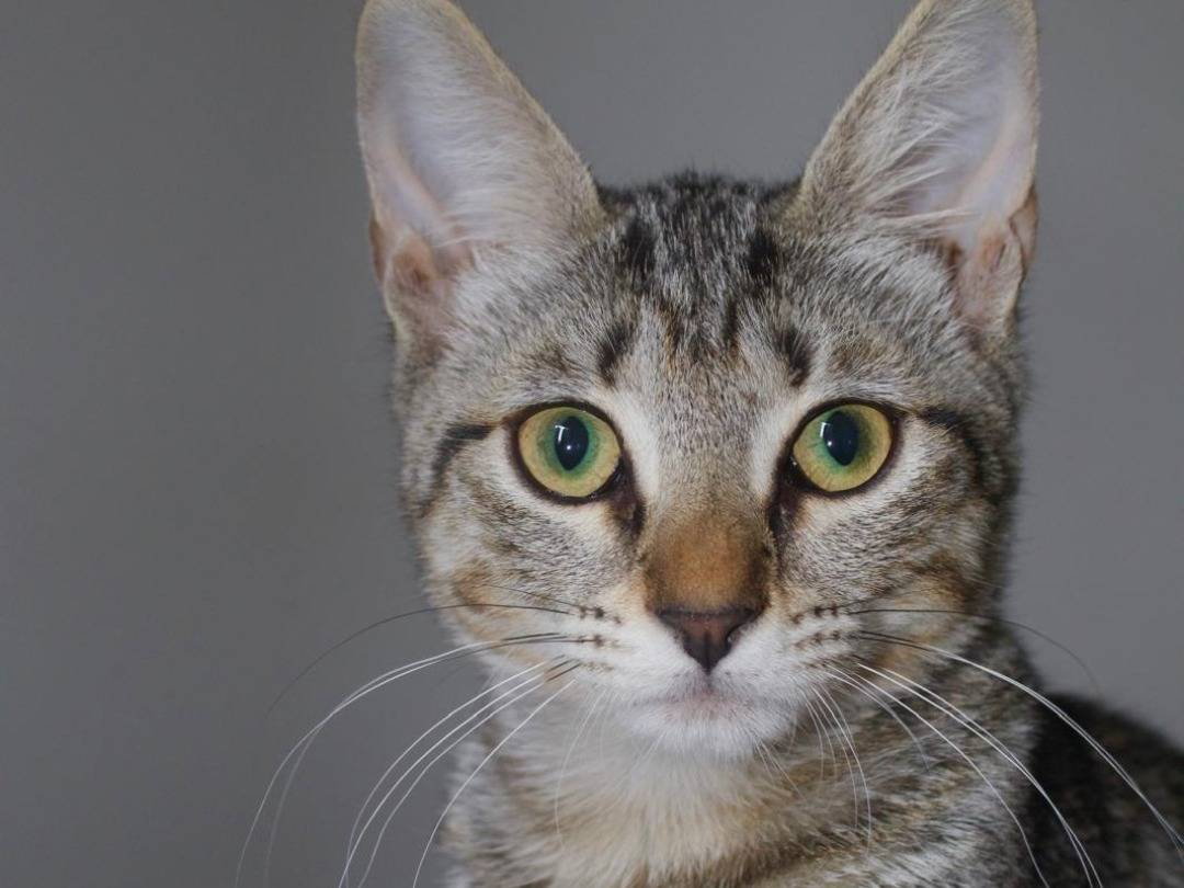 Adotta un gatto, taglia non valida, femmina, Ravenna