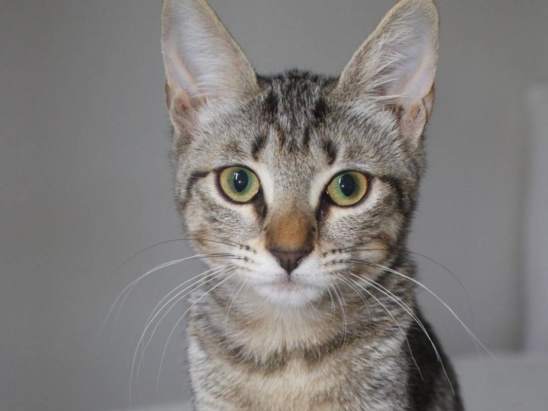 Vuoi adottare un gatto a Ravenna?