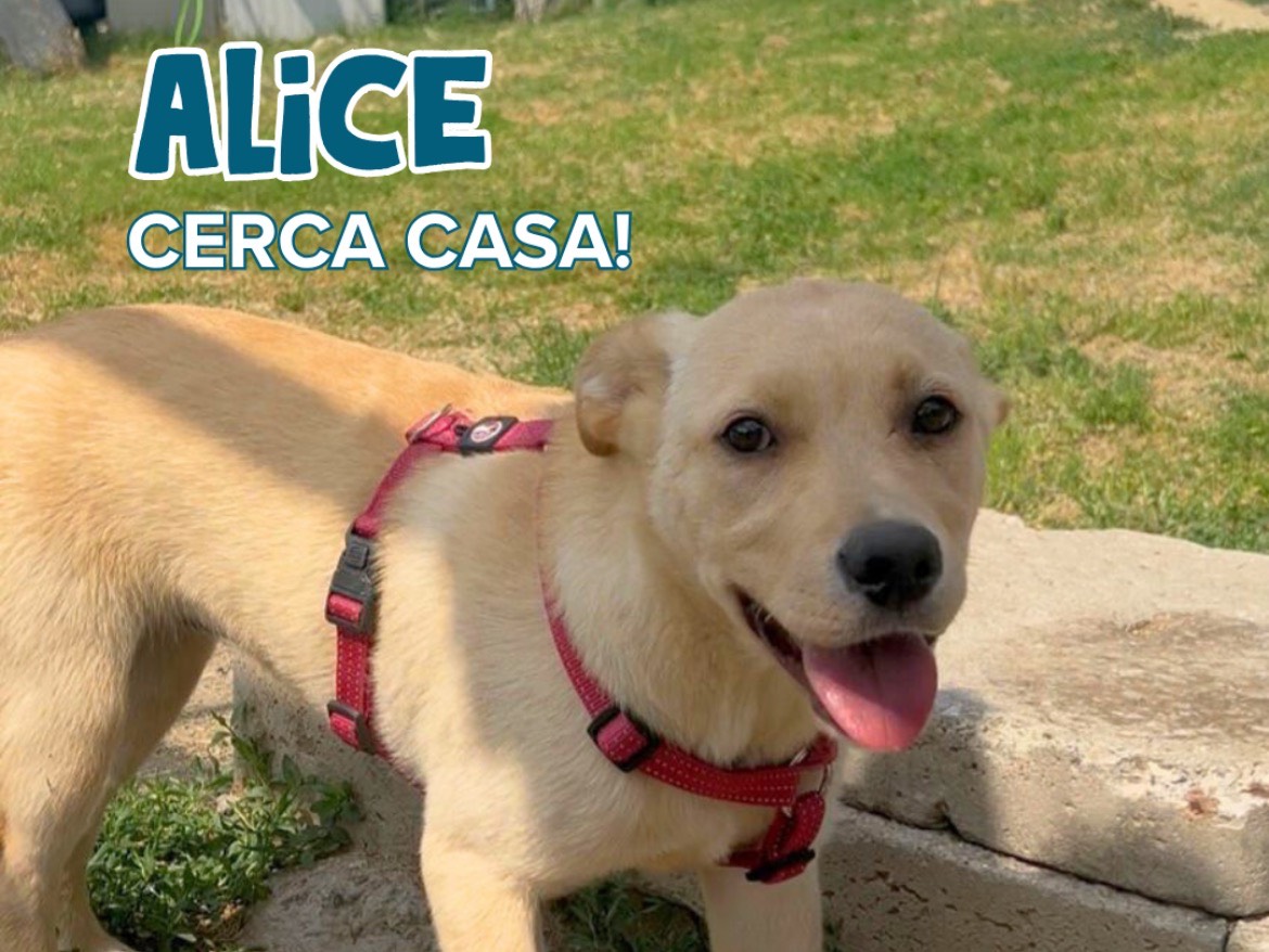 Adozione cane, femmina, Labrador Retriever Razza sconosciuta, 5 mesi, taglia media, Milano