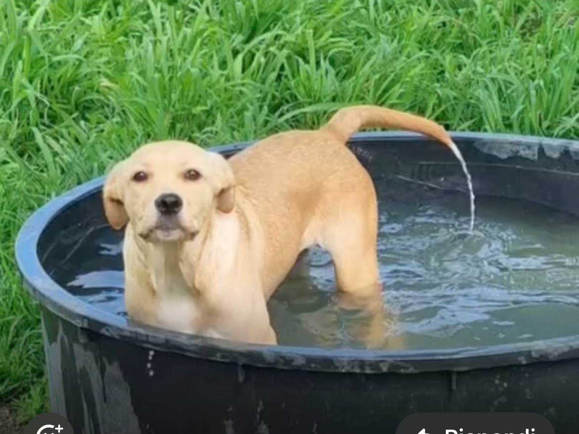 Adotta un cane, femmina, 5 mesi, Milano
