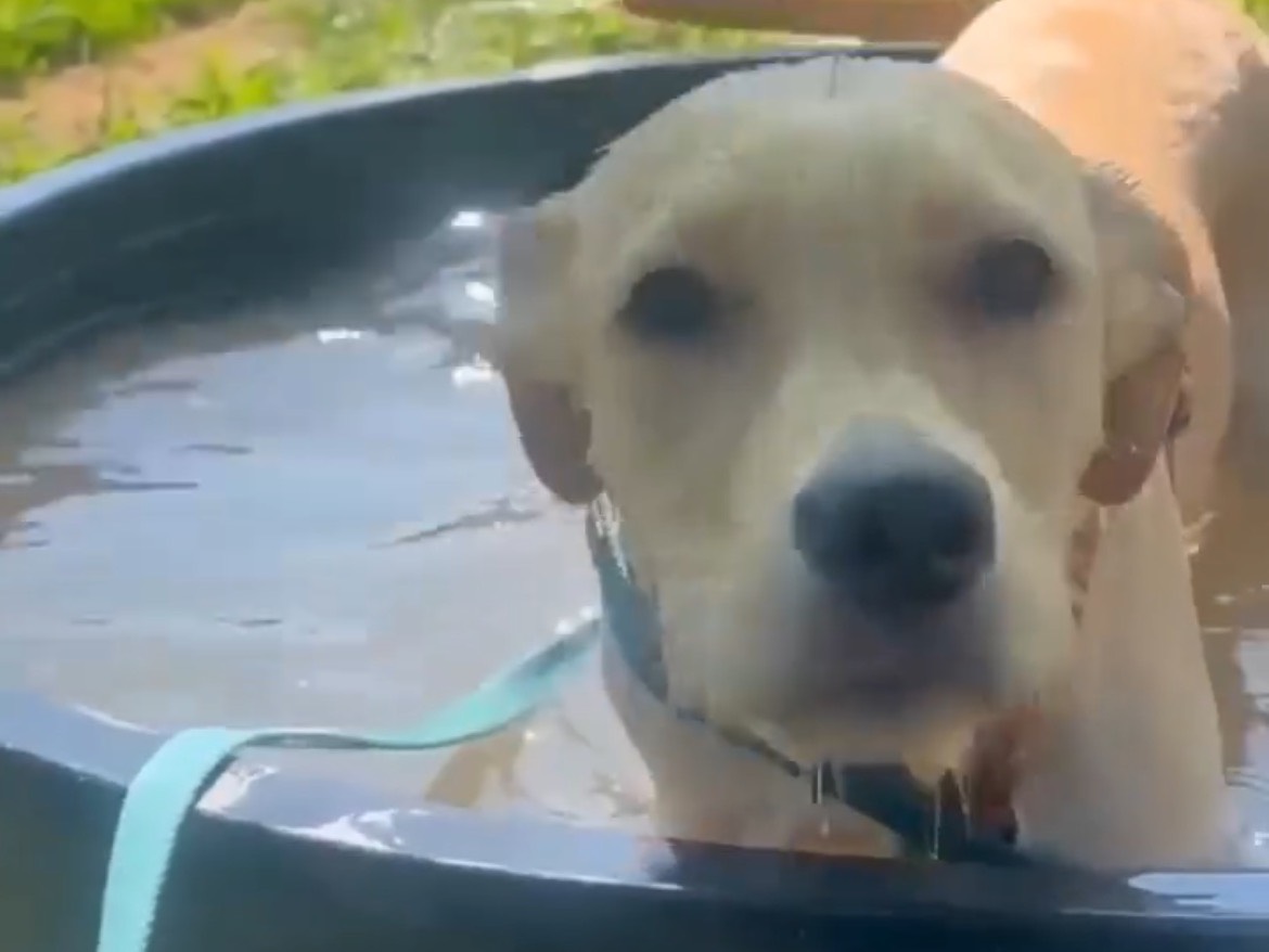 Adotta un cane, taglia media, femmina, Milano