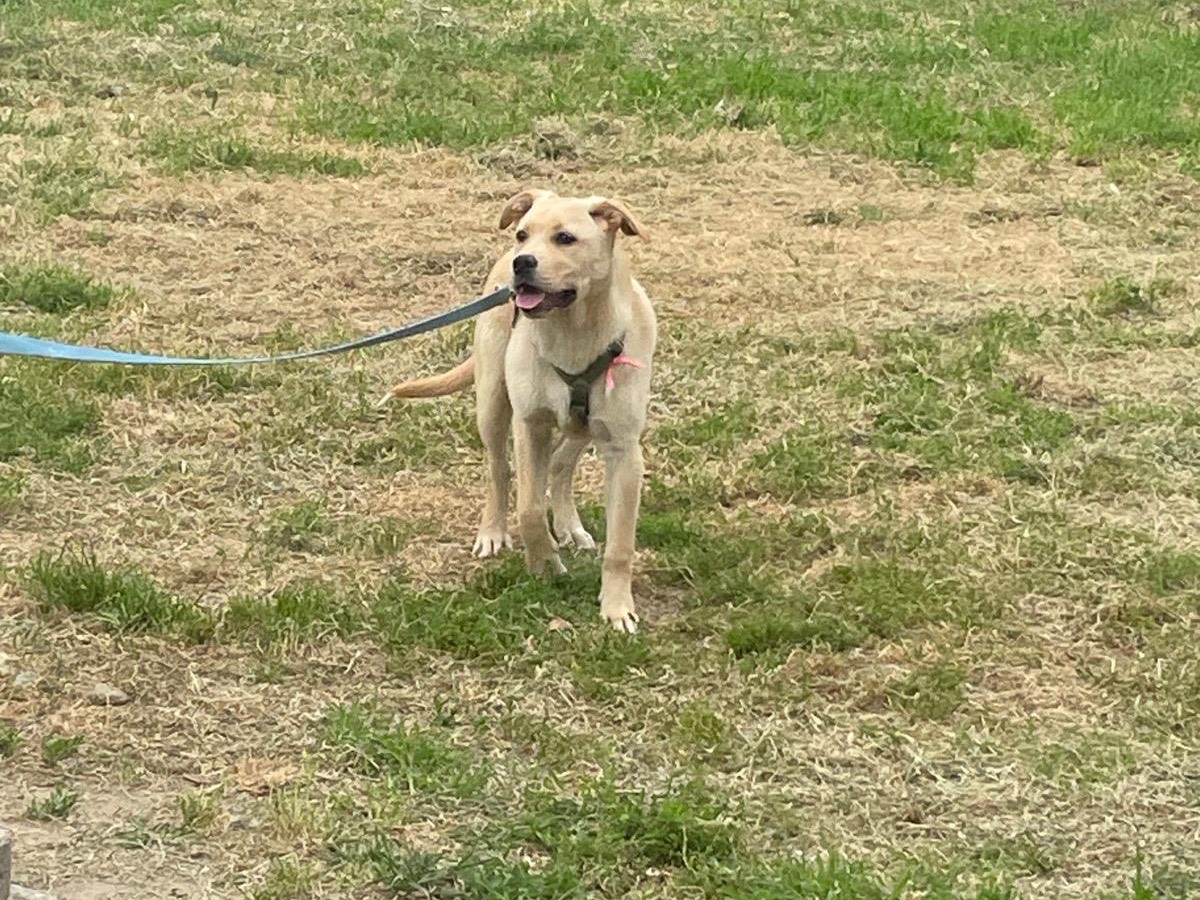 Vuoi adottare un cane a Milano?