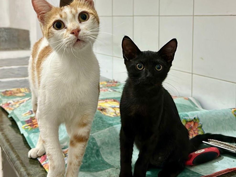 Adozione gatto, femmina, Razza sconosciuta Razza sconosciuta, 2 anni e 5 mesi, taglia non valida, Vibo