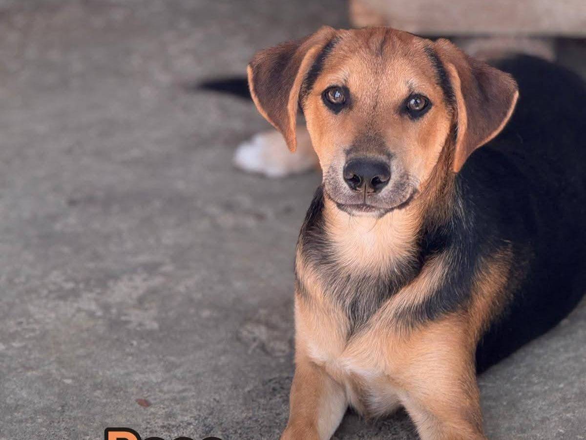 Adozione cane, maschio, Razza sconosciuta Razza sconosciuta, 4 mesi, taglia media contenuta, Crotone