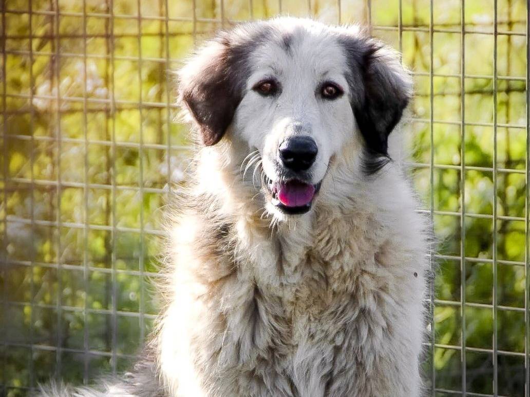 Adozione cane, femmina, Razza sconosciuta Razza sconosciuta, 3 anni, taglia media, Crotone