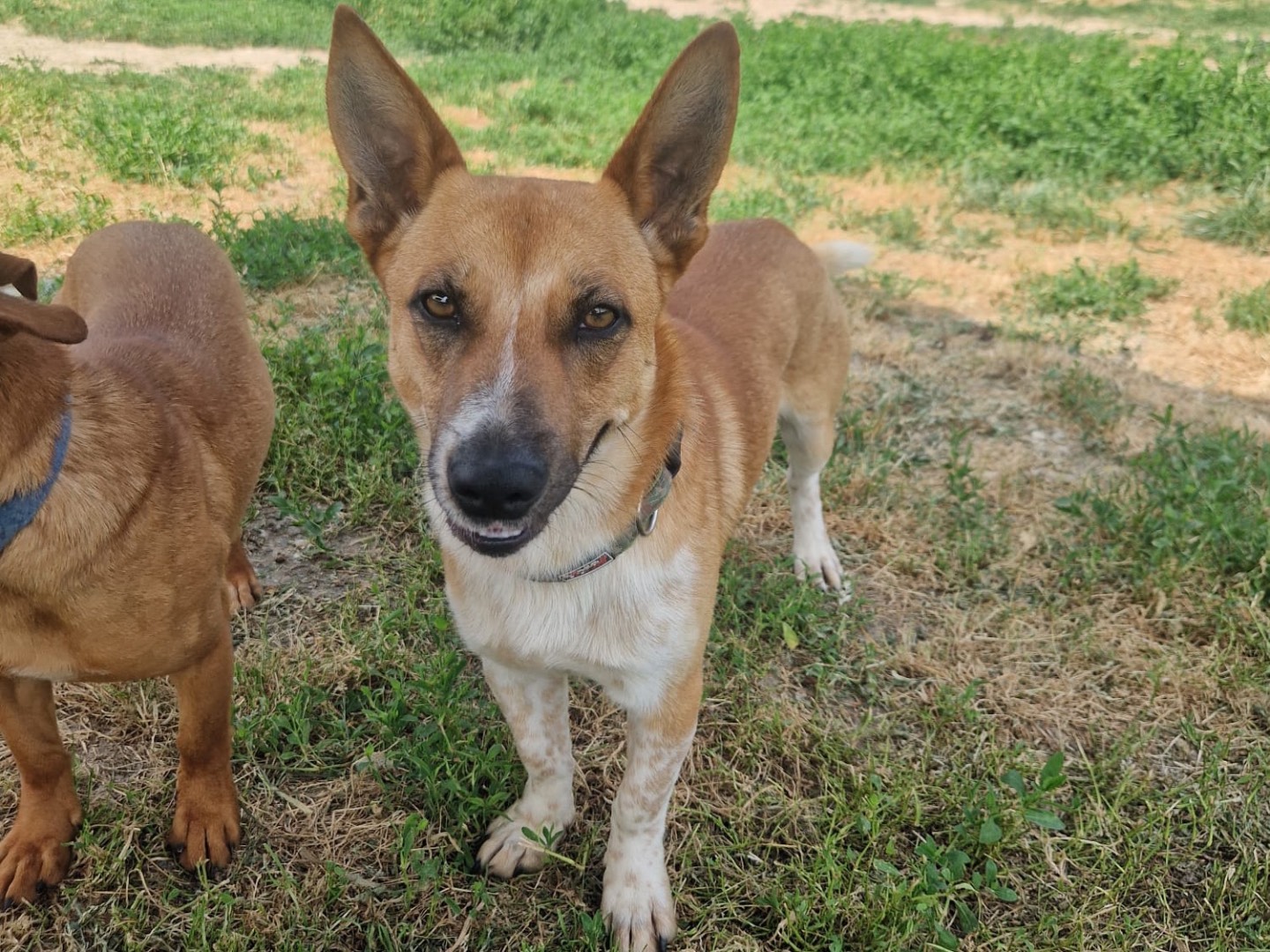 Adozione cane, maschio, Razza sconosciuta Razza sconosciuta, 1 anno e 4 mesi, taglia media contenuta, Milano