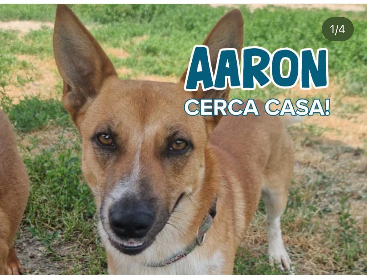 Adotta un cane, maschio, 1 anno e 4 mesi, Milano