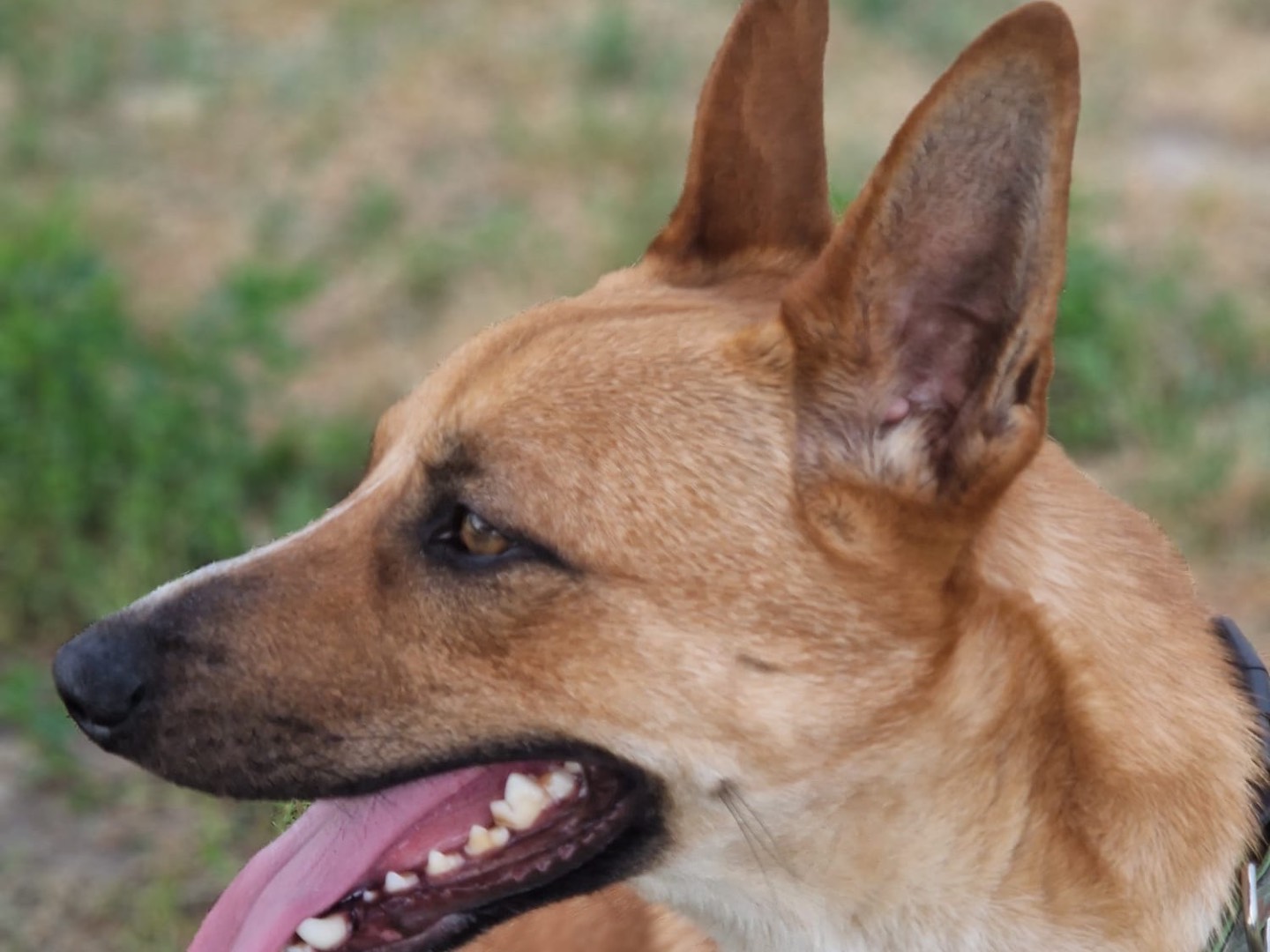 Adotta un cane, taglia media contenuta, maschio, Milano