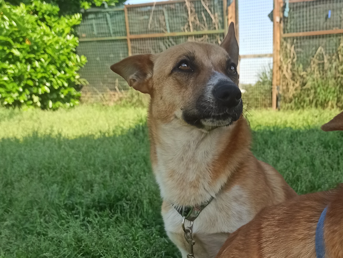 Vuoi adottare un cane a Milano?