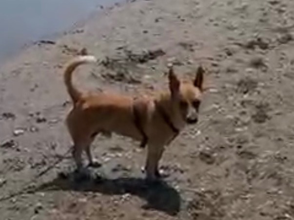 Adotta il cane Aaron  a Milano