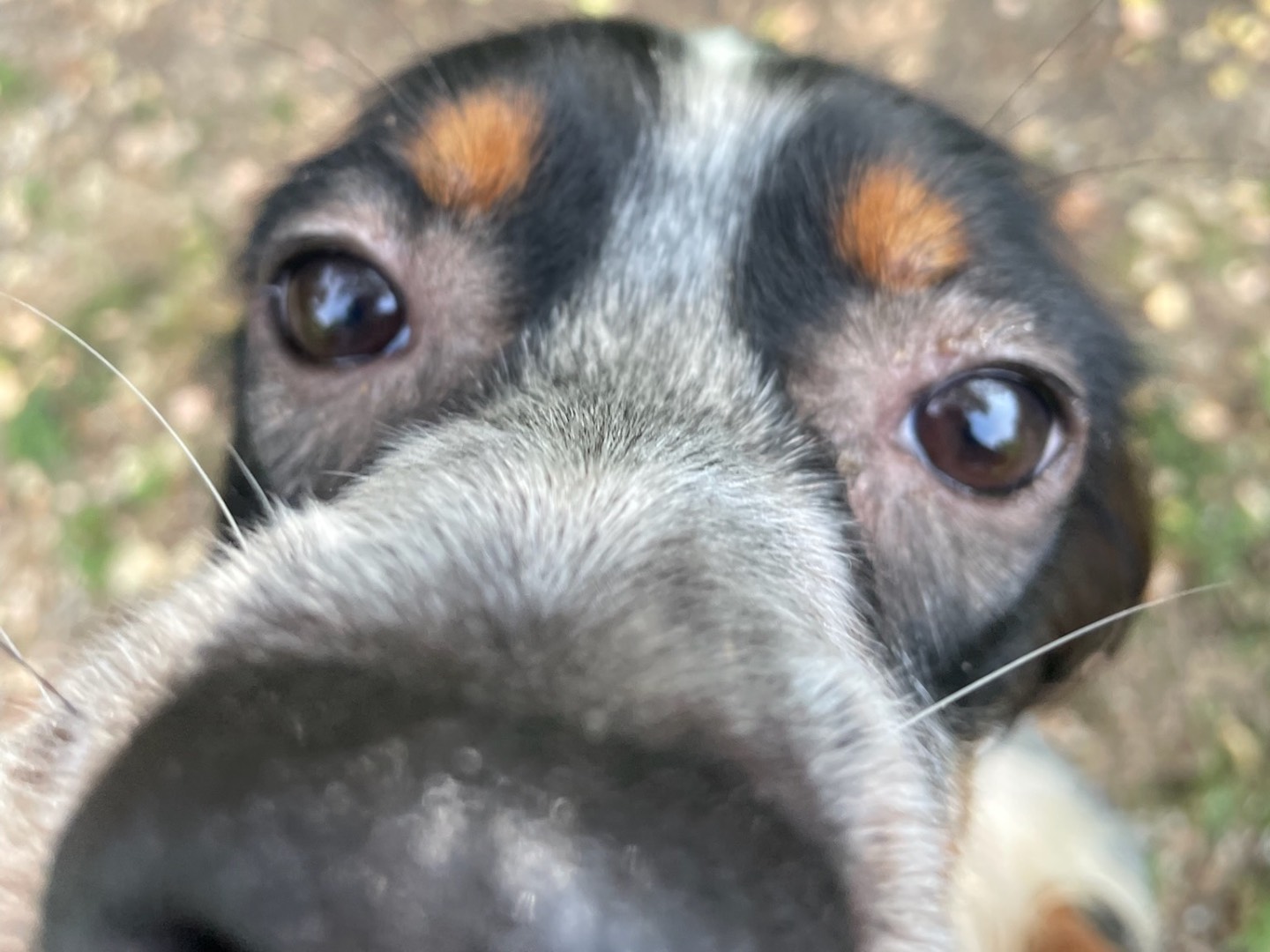 Vuoi adottare un cane a Milano?