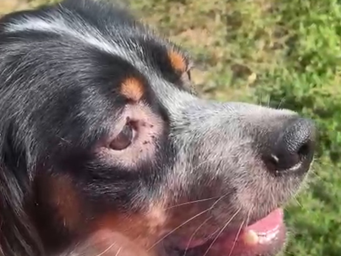 Adotta il cane Joker a Milano