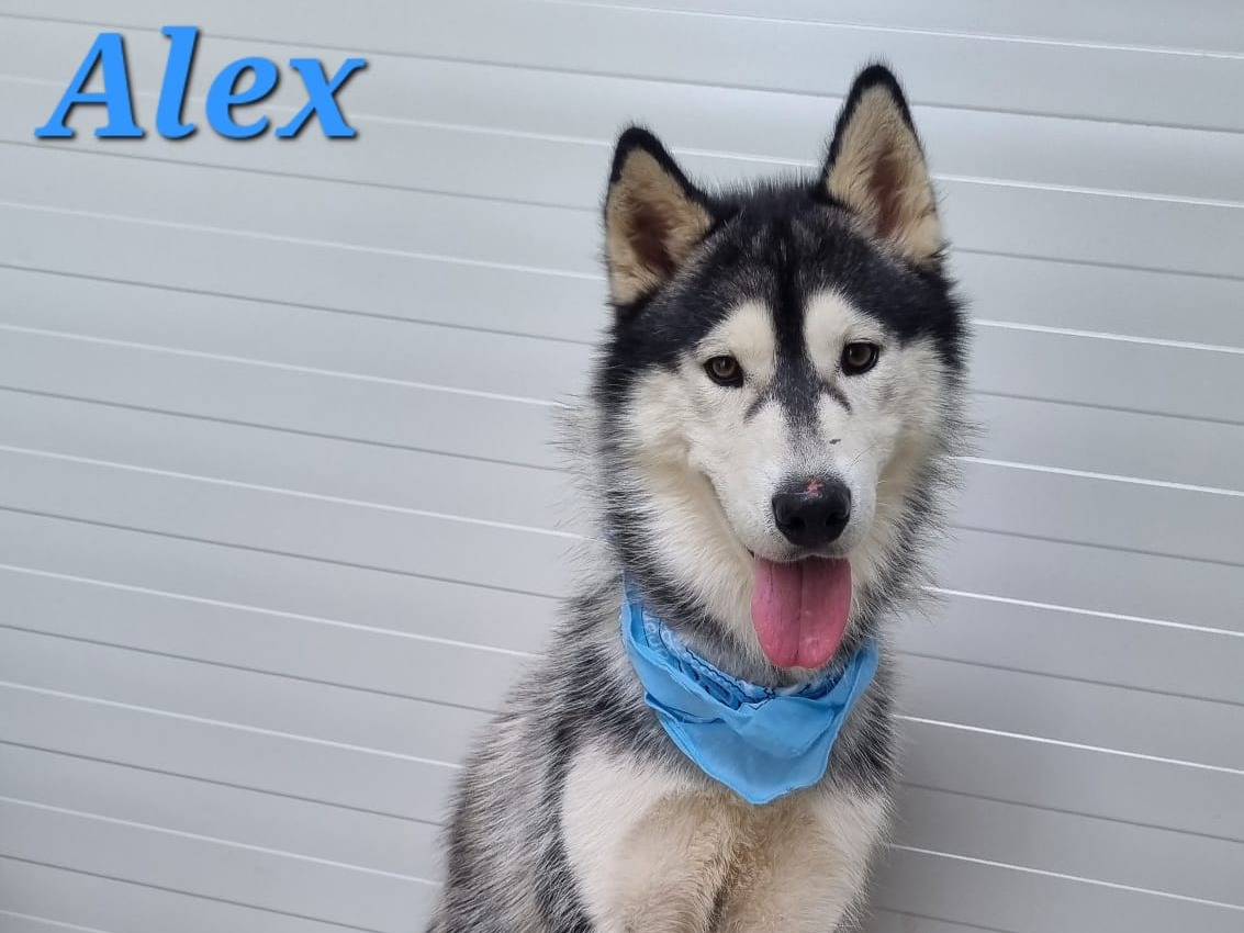 Adozione cane, maschio, Siberian Husky Razza sconosciuta, 1 anno e 6 mesi, taglia media, Taranto