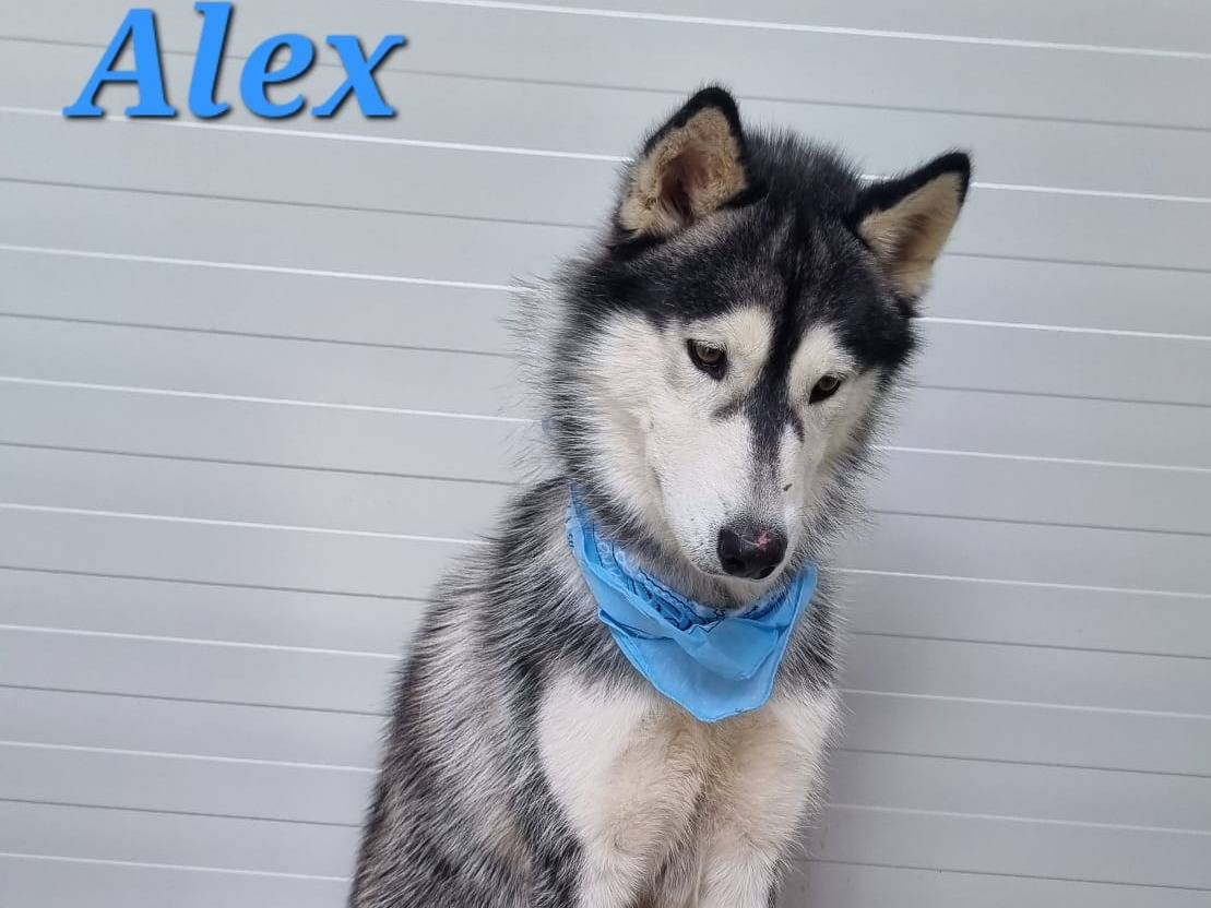 Adotta un cane, maschio, 1 anno e 6 mesi, Taranto