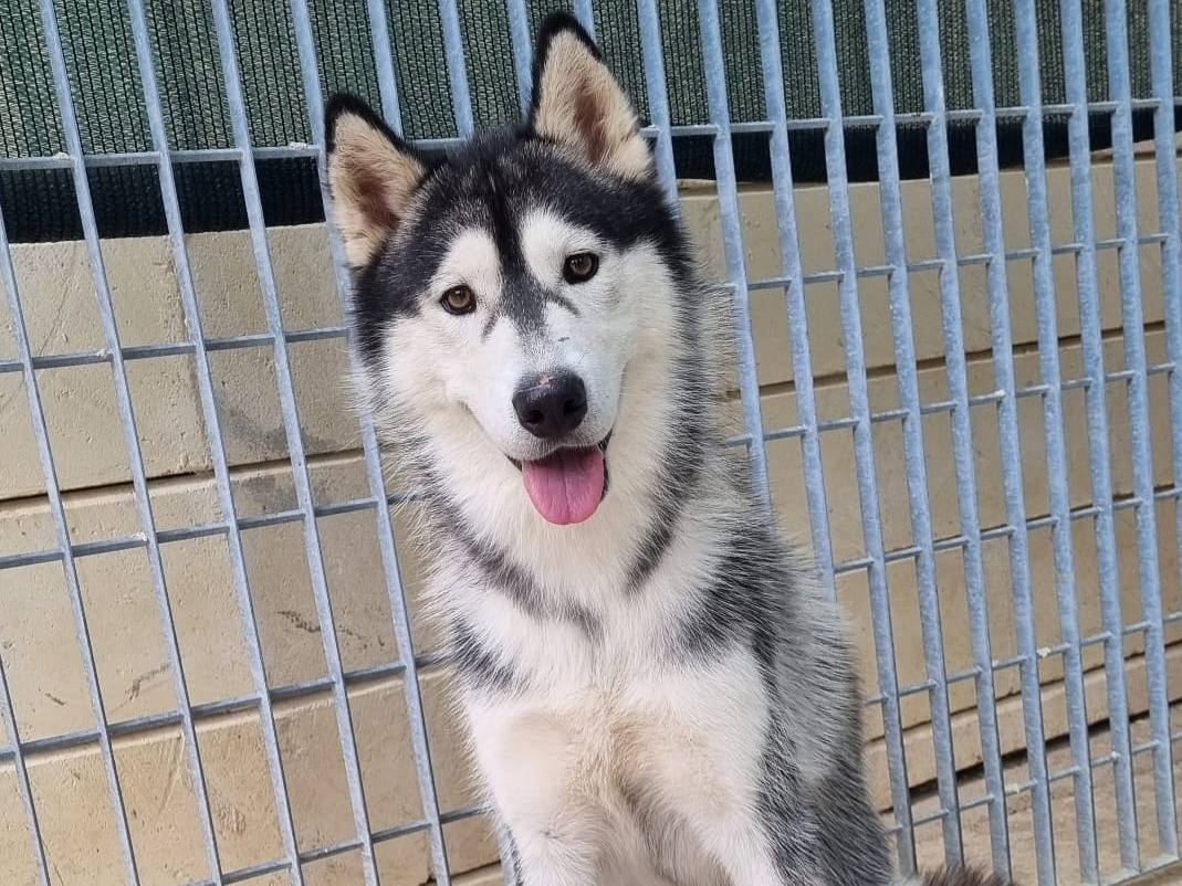 Vuoi adottare un cane a Taranto?