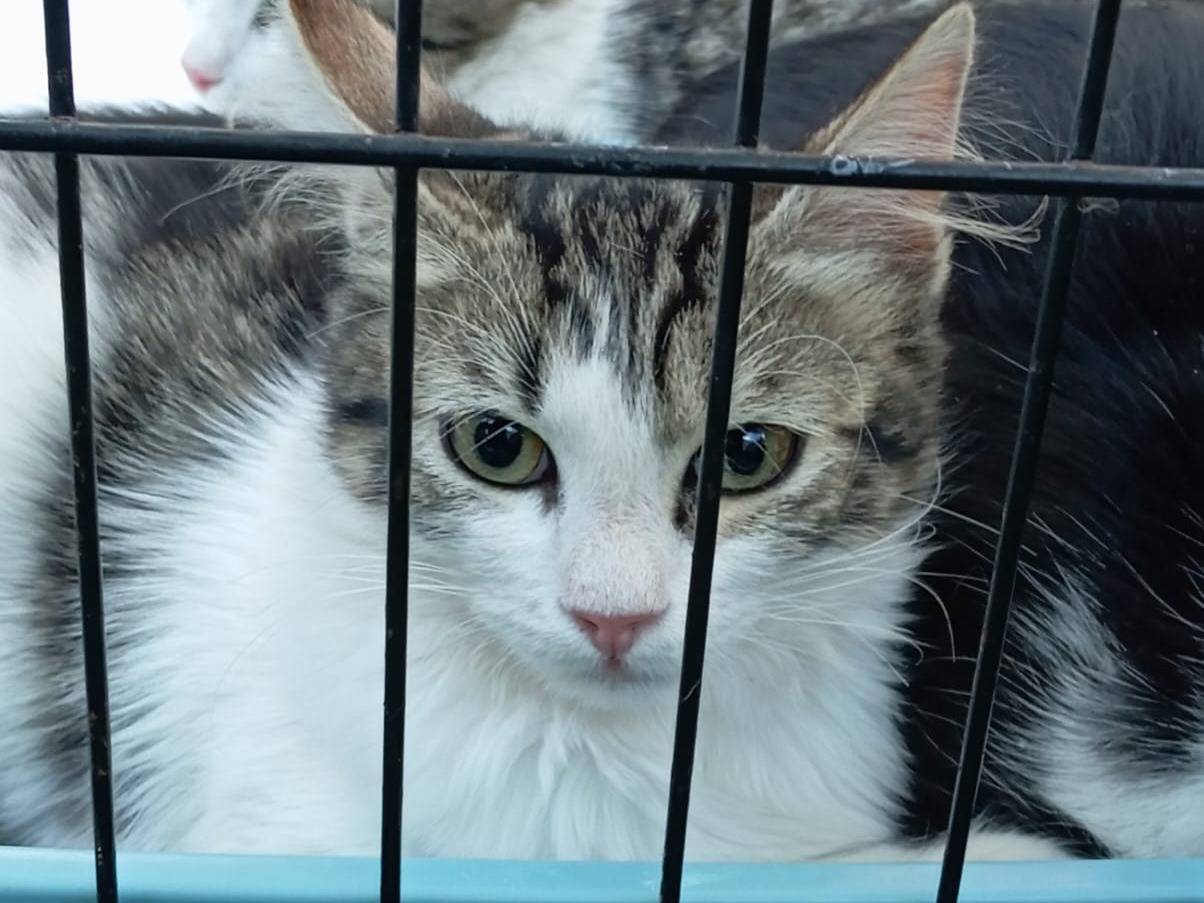 Adozione gatto, femmina, Razza sconosciuta Razza sconosciuta, 3 mesi, taglia non valida, Viterbo
