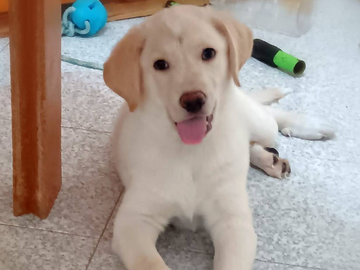 Adozione cane, maschio, Razza sconosciuta Razza sconosciuta, 1 mesi, taglia media, Crotone