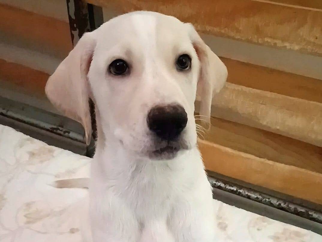 Adozione cane, maschio, Razza sconosciuta Razza sconosciuta, 1 mesi, taglia media, Crotone