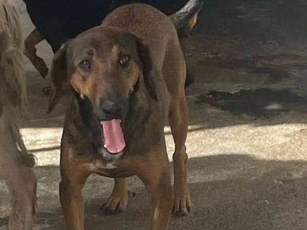 Adozione cane, maschio, Segugio Razza sconosciuta, 4 anni e 1 mese, taglia media, Crotone