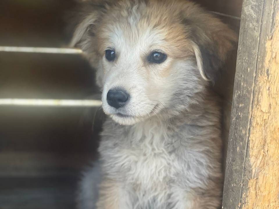 Adozione cane, femmina, Razza sconosciuta Razza sconosciuta, 3 mesi, taglia media, Crotone