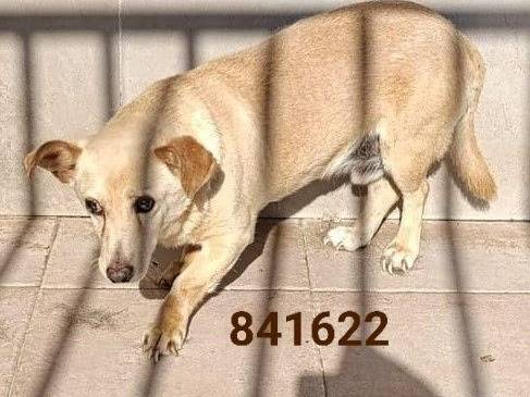Adozione cane, maschio, Razza sconosciuta Razza sconosciuta, 9 anni e 1 mese, taglia piccola, Crotone