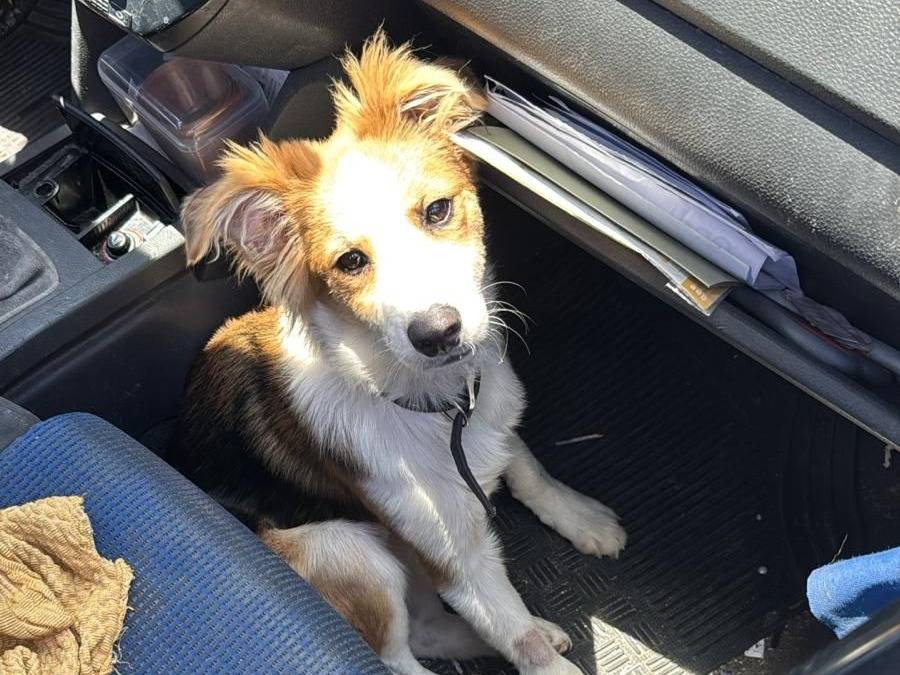 Adozione cane, maschio, Volpino di Pomerania Razza sconosciuta, 5 mesi, taglia media contenuta, Crotone