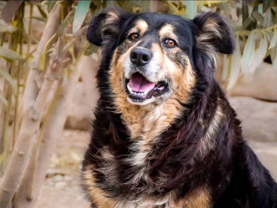 Adozione cane, maschio, Razza sconosciuta Razza sconosciuta, 6 anni e 6 mesi, taglia media contenuta, Crotone