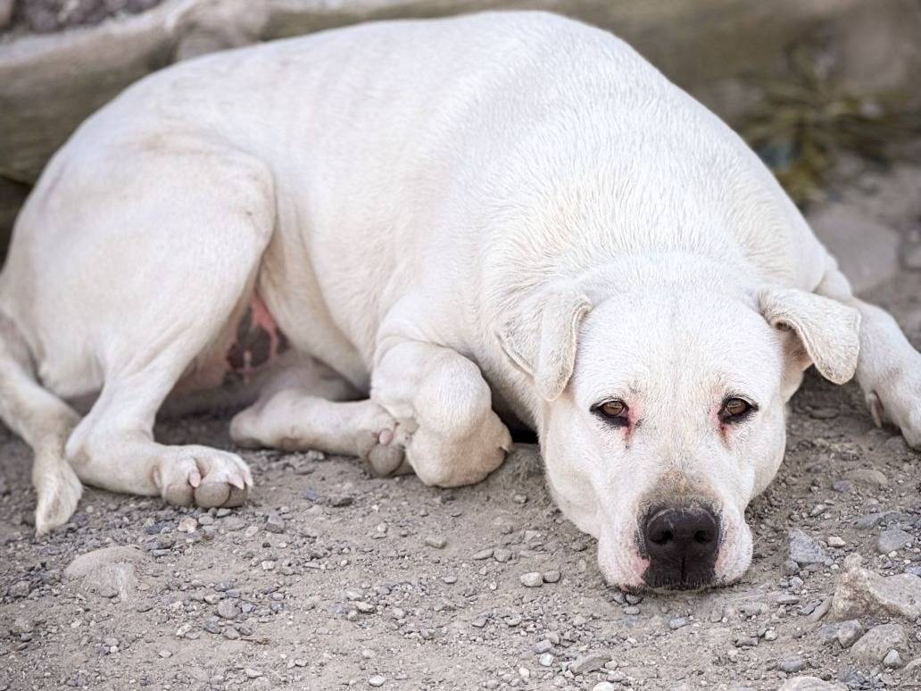 Adozione cane, femmina, Dogo Argentino Razza sconosciuta, 10 anni e 1 mese, taglia grande, Crotone