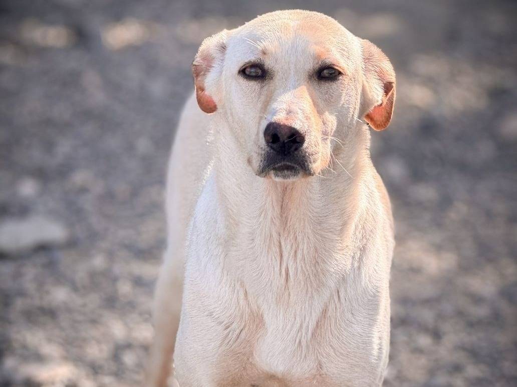 Adozione cane, femmina, Razza sconosciuta Razza sconosciuta, 1 anno, taglia media, Crotone
