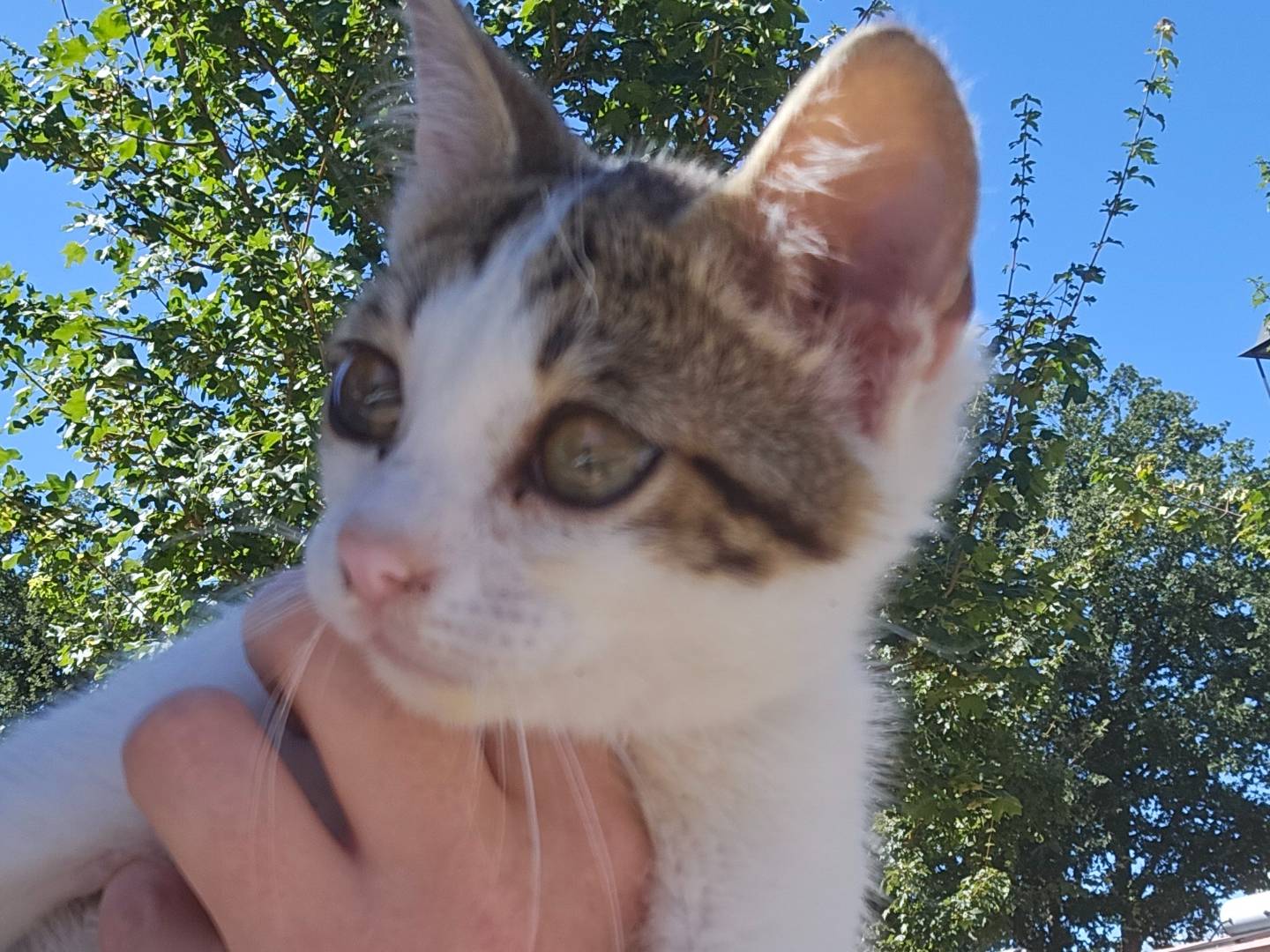 Adozione gatto, maschio, Razza sconosciuta Razza sconosciuta, 1 mesi, taglia non valida, Rieti