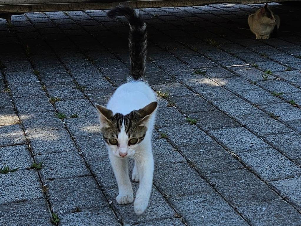 Adotta un gatto, maschio, 1 mesi, Rieti