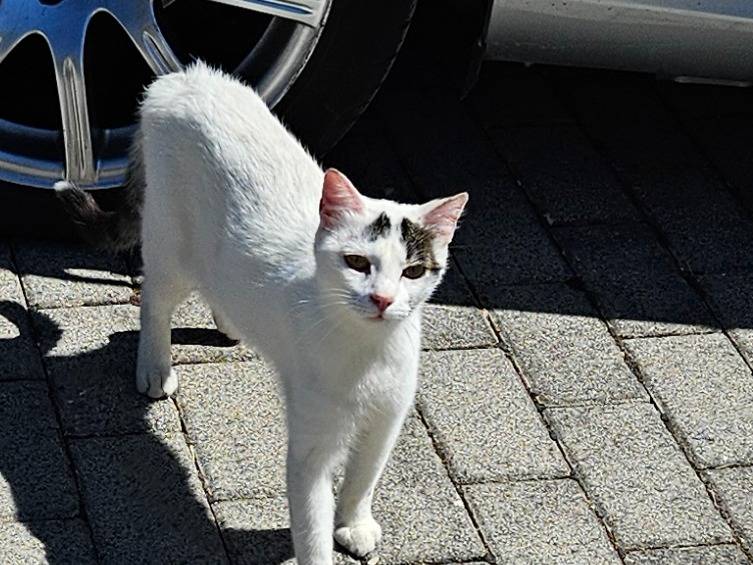 Adozione gatto, femmina, Razza sconosciuta Razza sconosciuta, 1 anno e 2 mesi, taglia non valida, Rieti