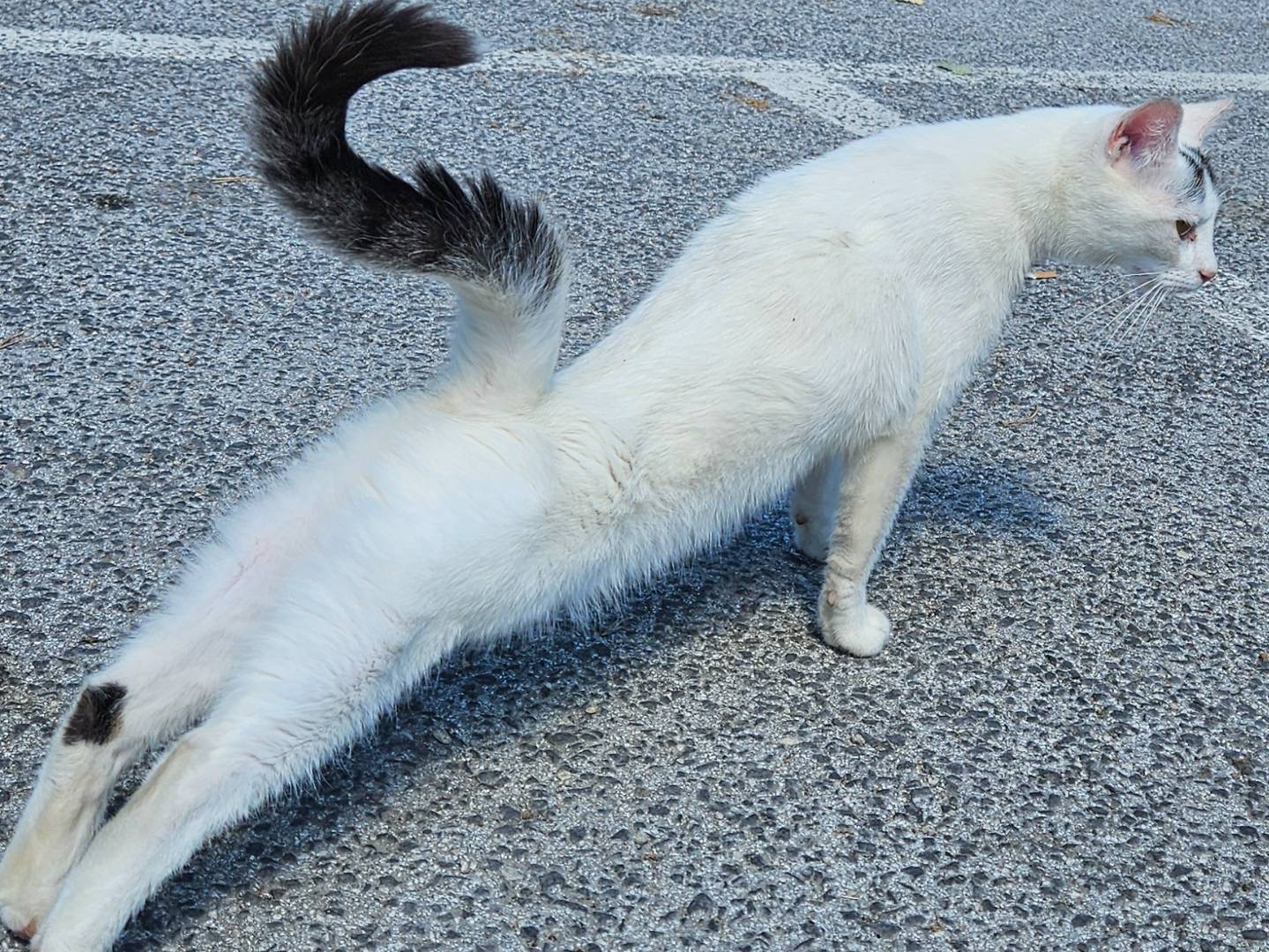 Adotta un gatto, taglia non valida, femmina, Rieti