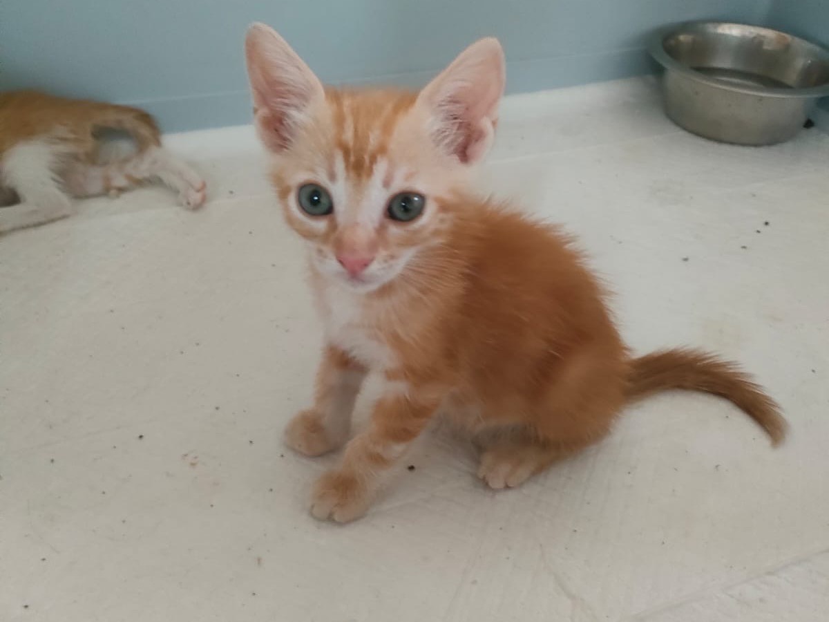 Adozione gatto, maschio, Razza sconosciuta Razza sconosciuta, 2 mesi, taglia non valida, Bari
