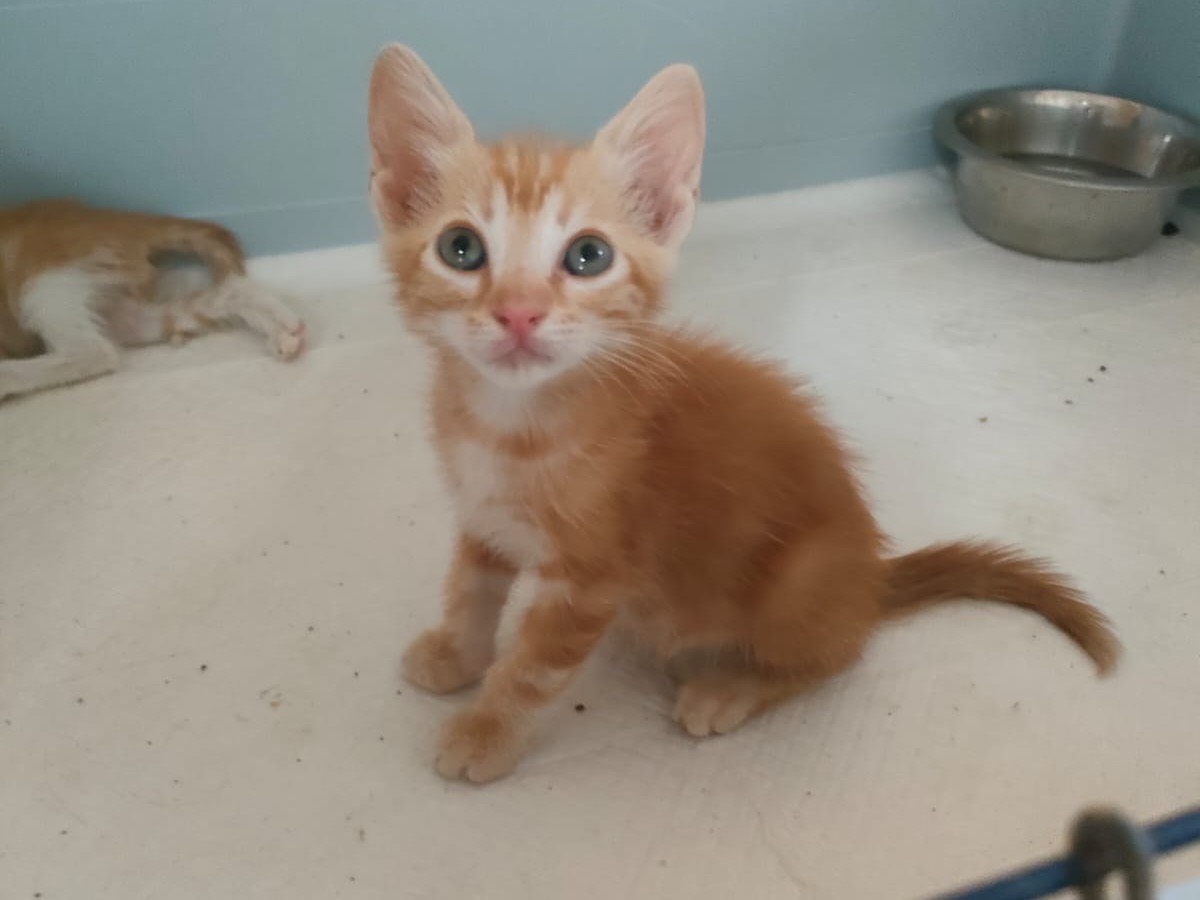 Adotta un gatto, maschio, 2 mesi, Bari