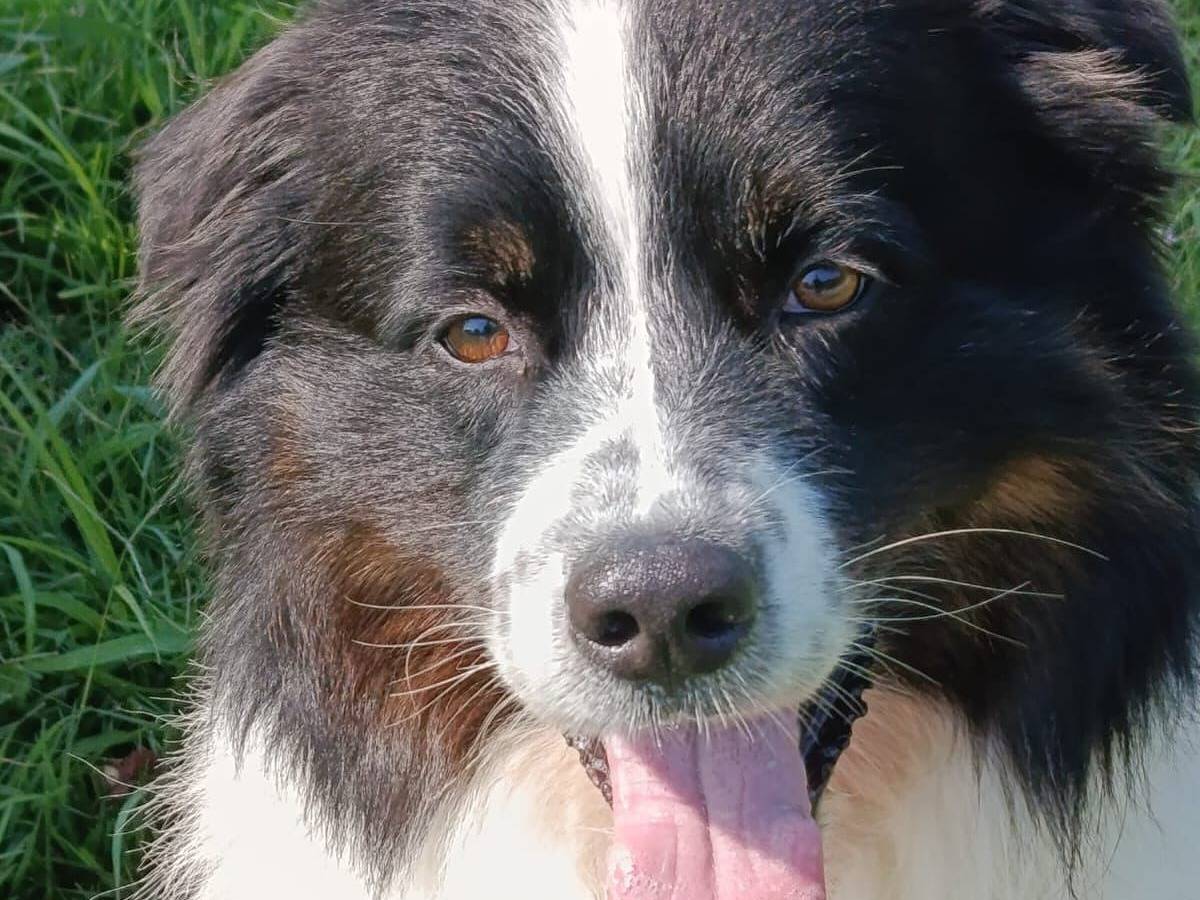 Adozione cane, maschio, Pastore australiano Razza sconosciuta, 4 anni e 1 mese, taglia media, Verona