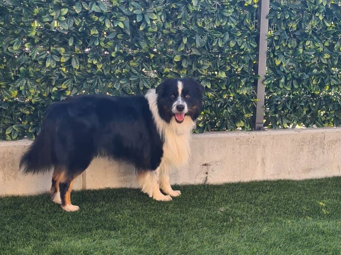 Adotta un cane, taglia media, maschio, Verona