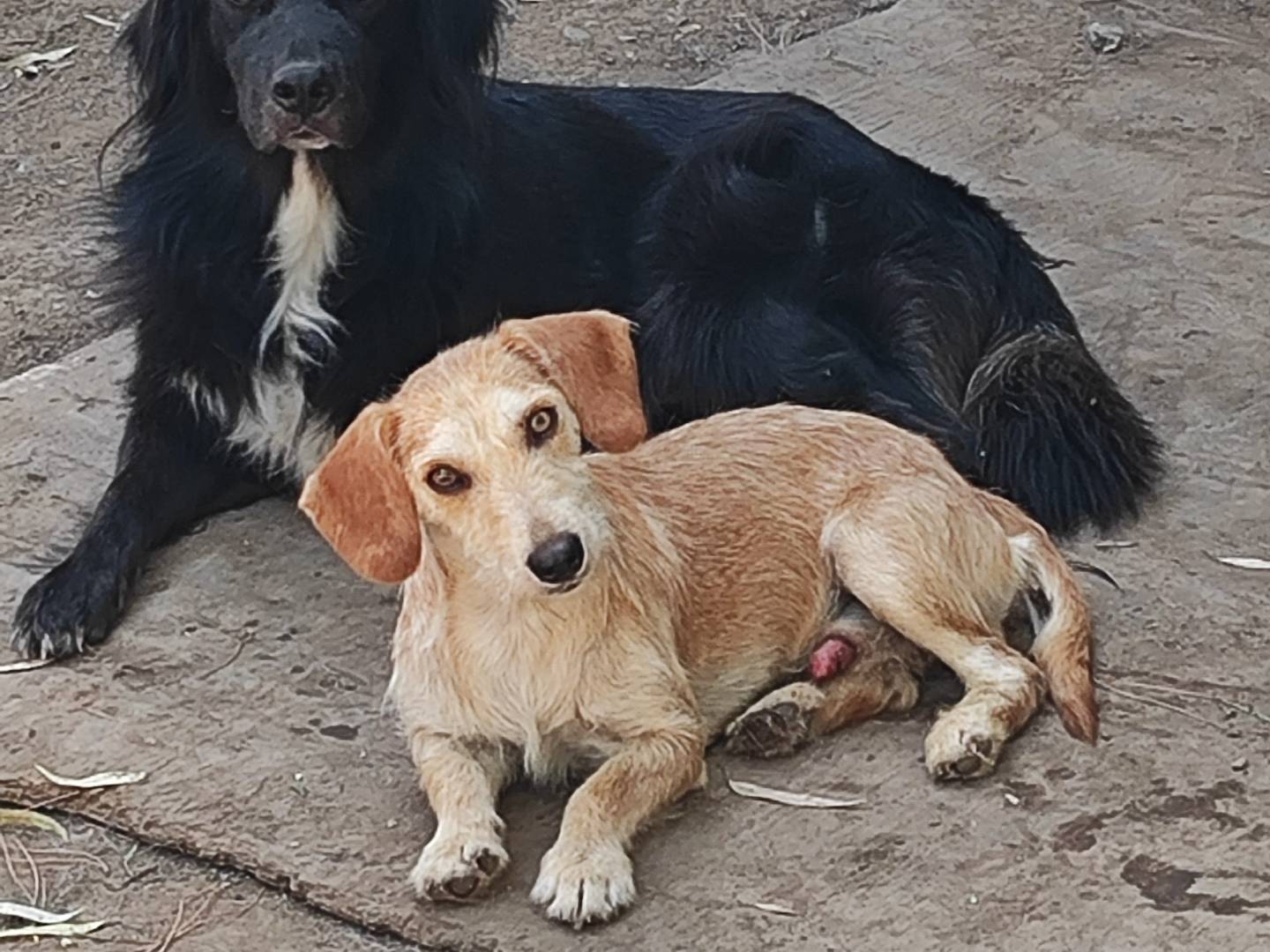 Adotta il cane FREDDIE a Messina