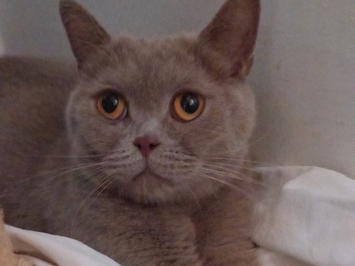 Vuoi adottare un gatto a Latina?