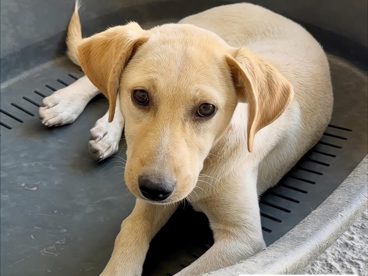 Adozione cane, femmina, Razza sconosciuta Razza sconosciuta, 2 mesi, taglia media, Massa
