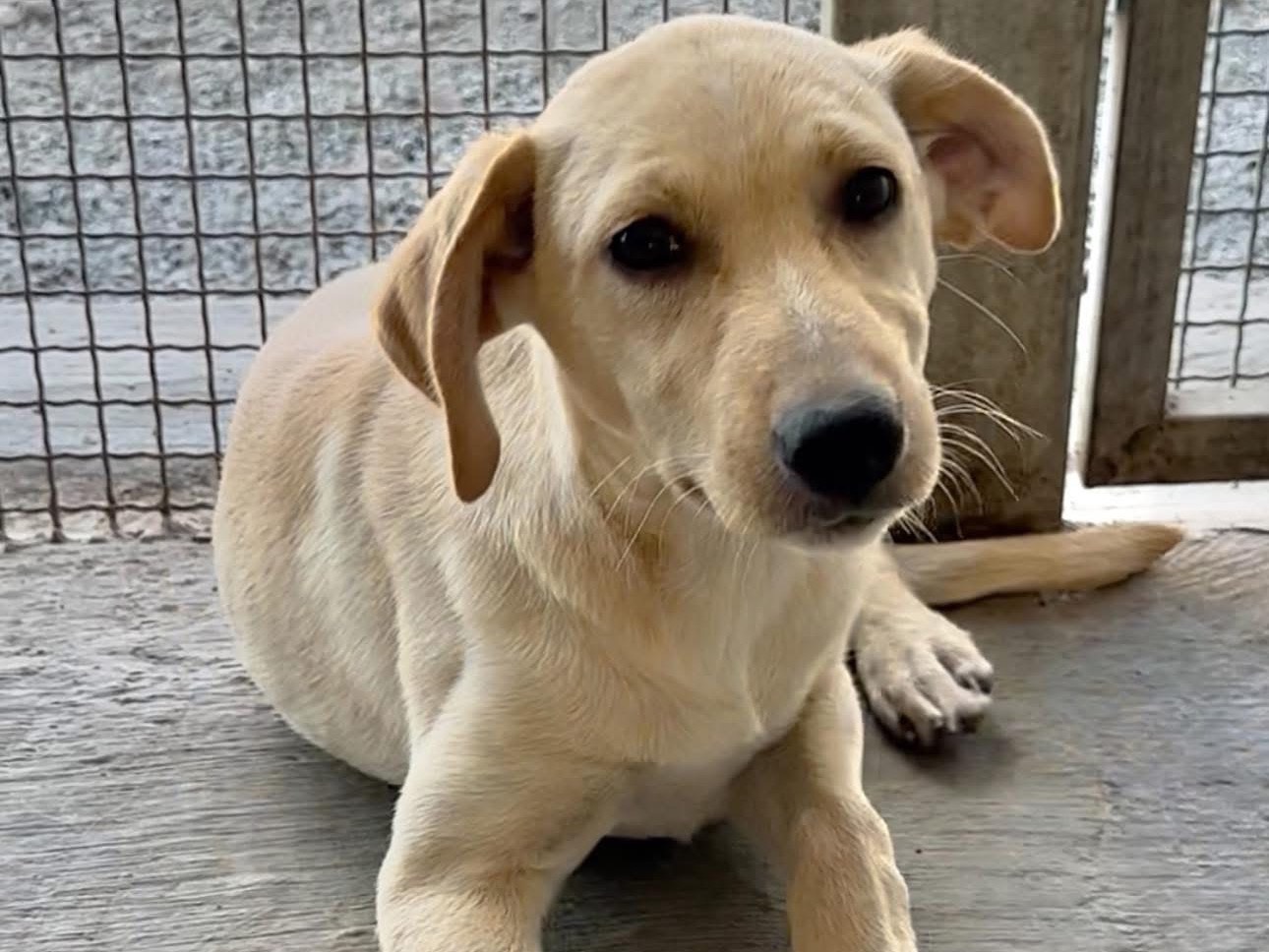 Adotta un cane, femmina, 2 mesi, Massa
