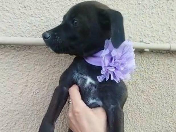 Vuoi adottare un cane a Frosinone?