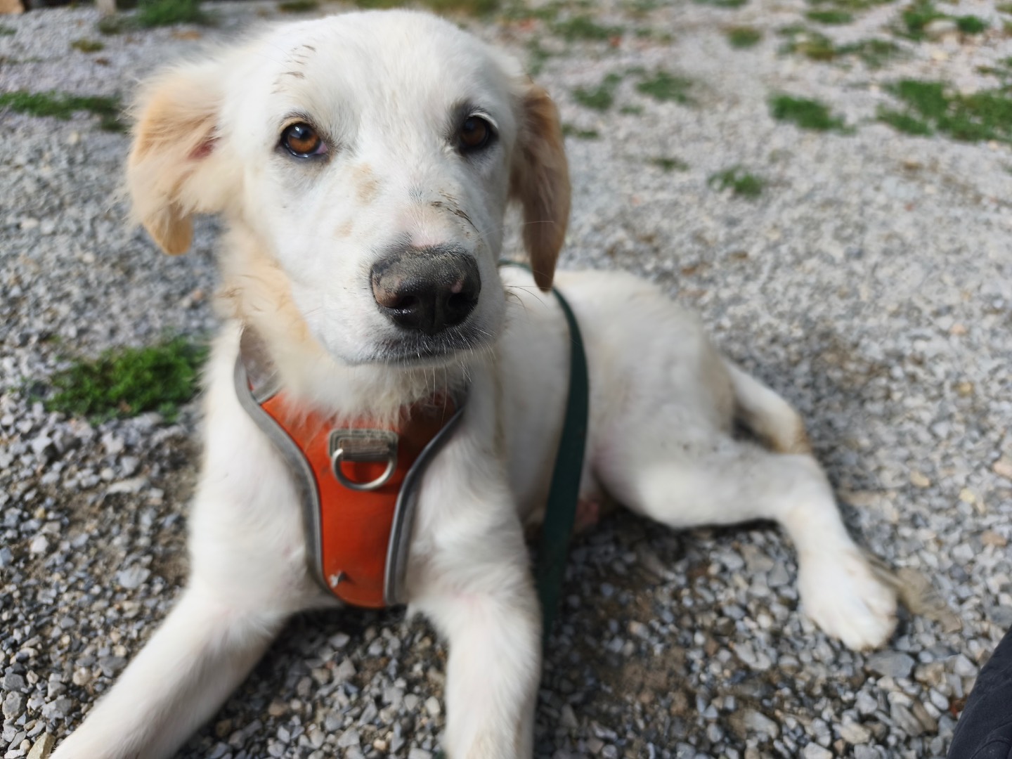 Adozione cane, maschio, Pastore maremmano Razza sconosciuta, 4 mesi, taglia media, Savona