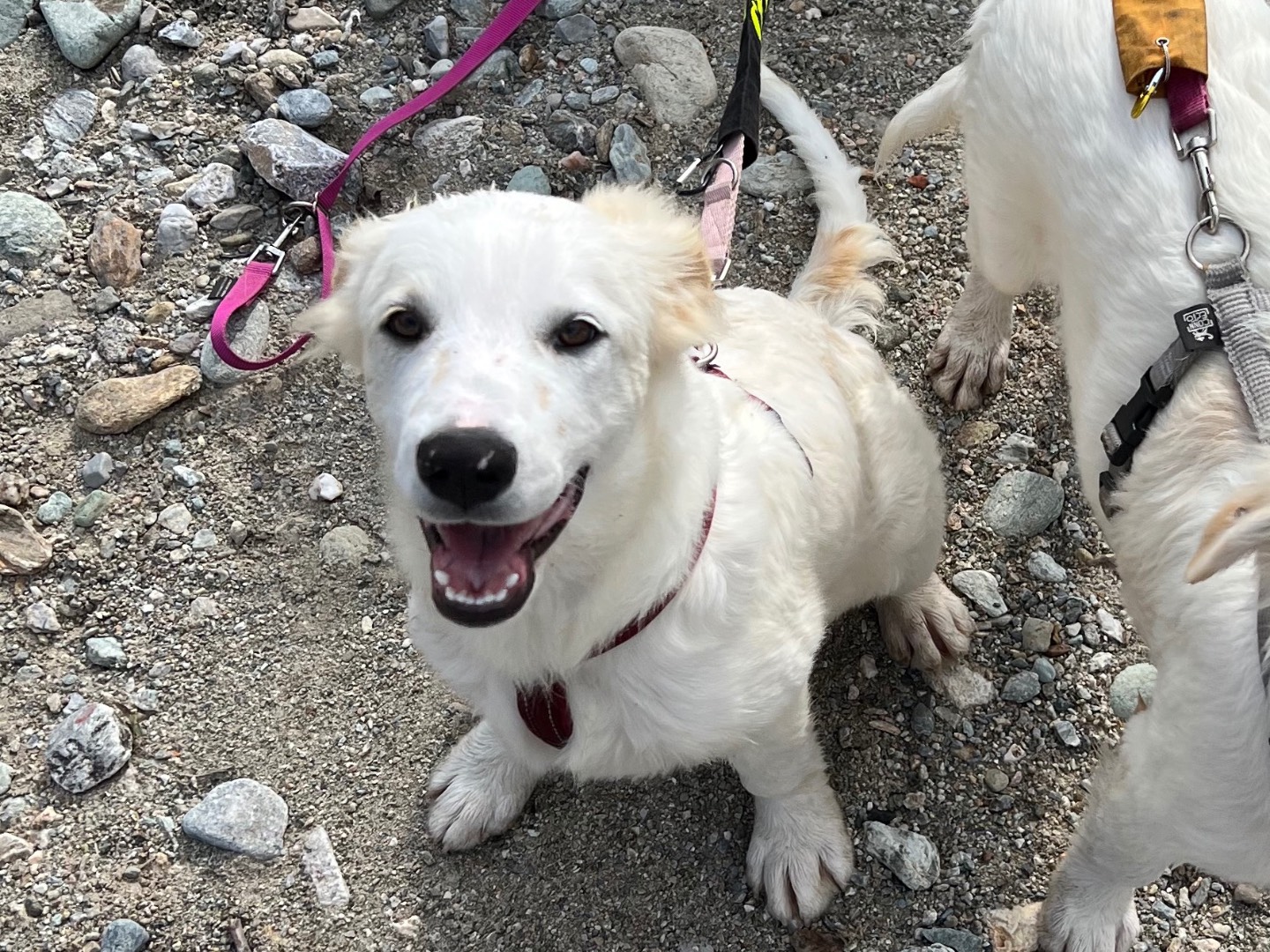 Adotta un cane, taglia media, maschio, Savona