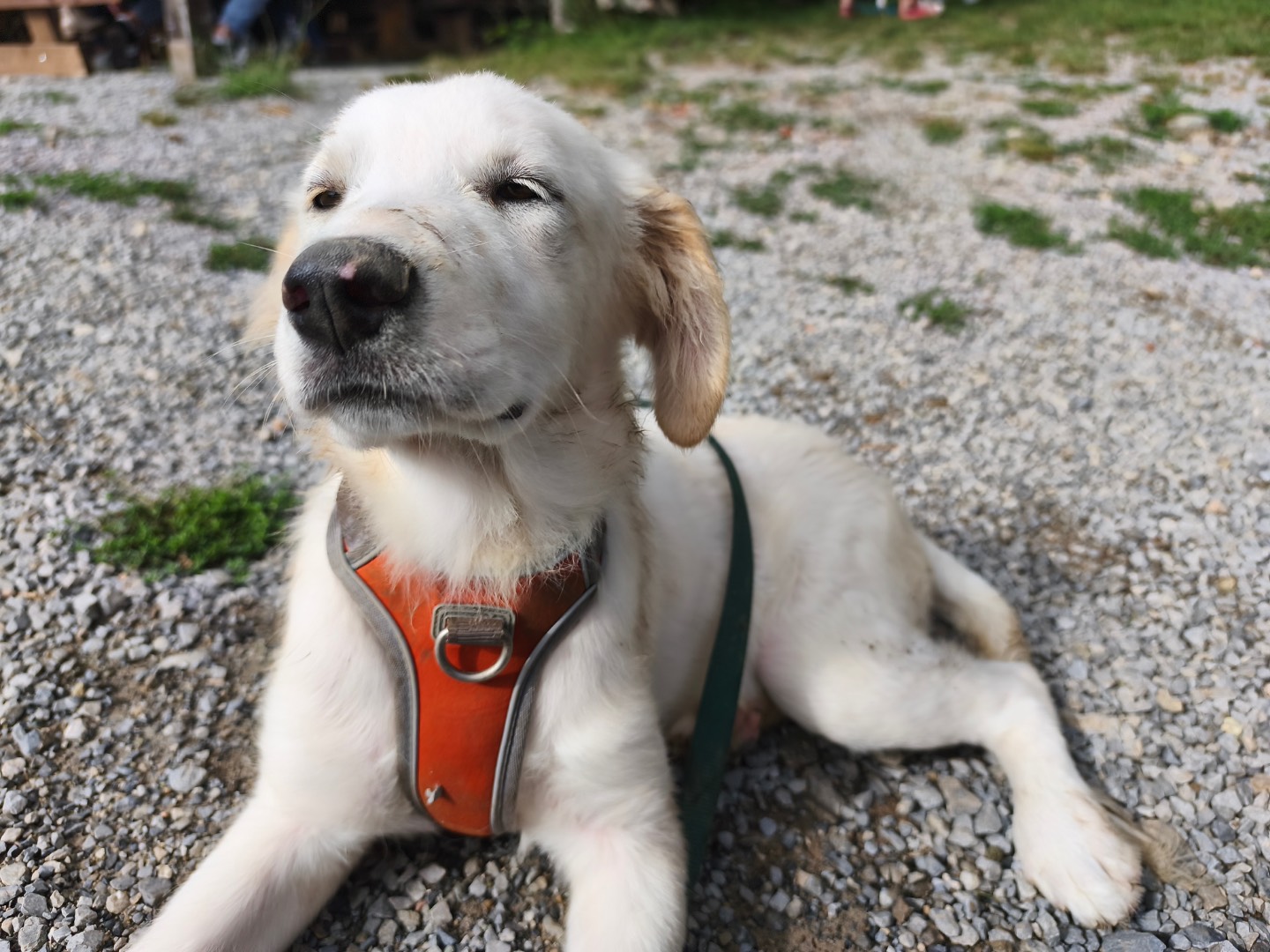 Adotta il cane Fedez a Savona