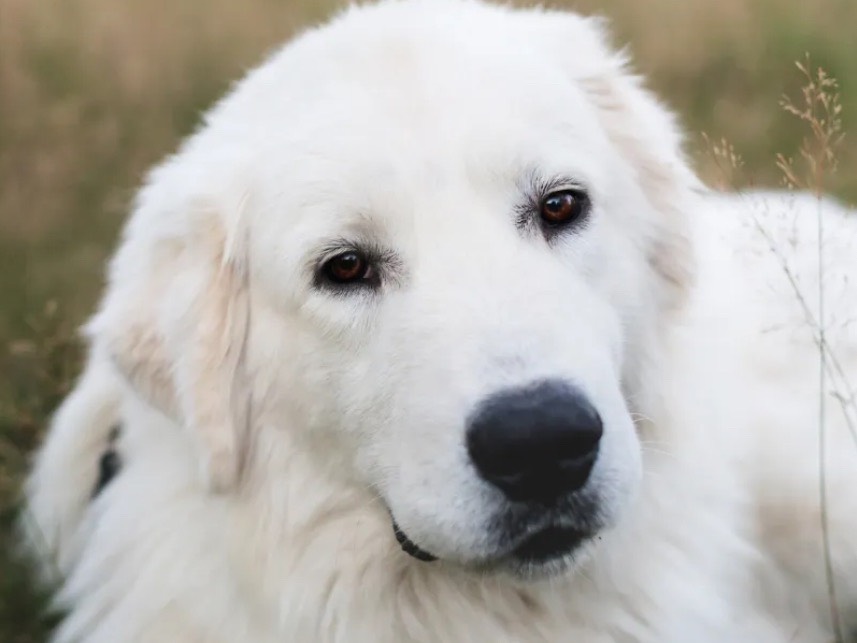 Adotta un cane, taglia grande, femmina, Siracusa