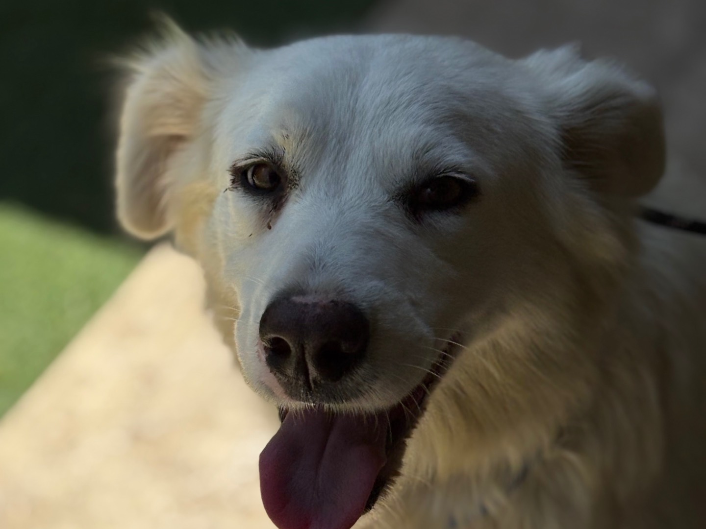 Vuoi adottare un cane a Siracusa?