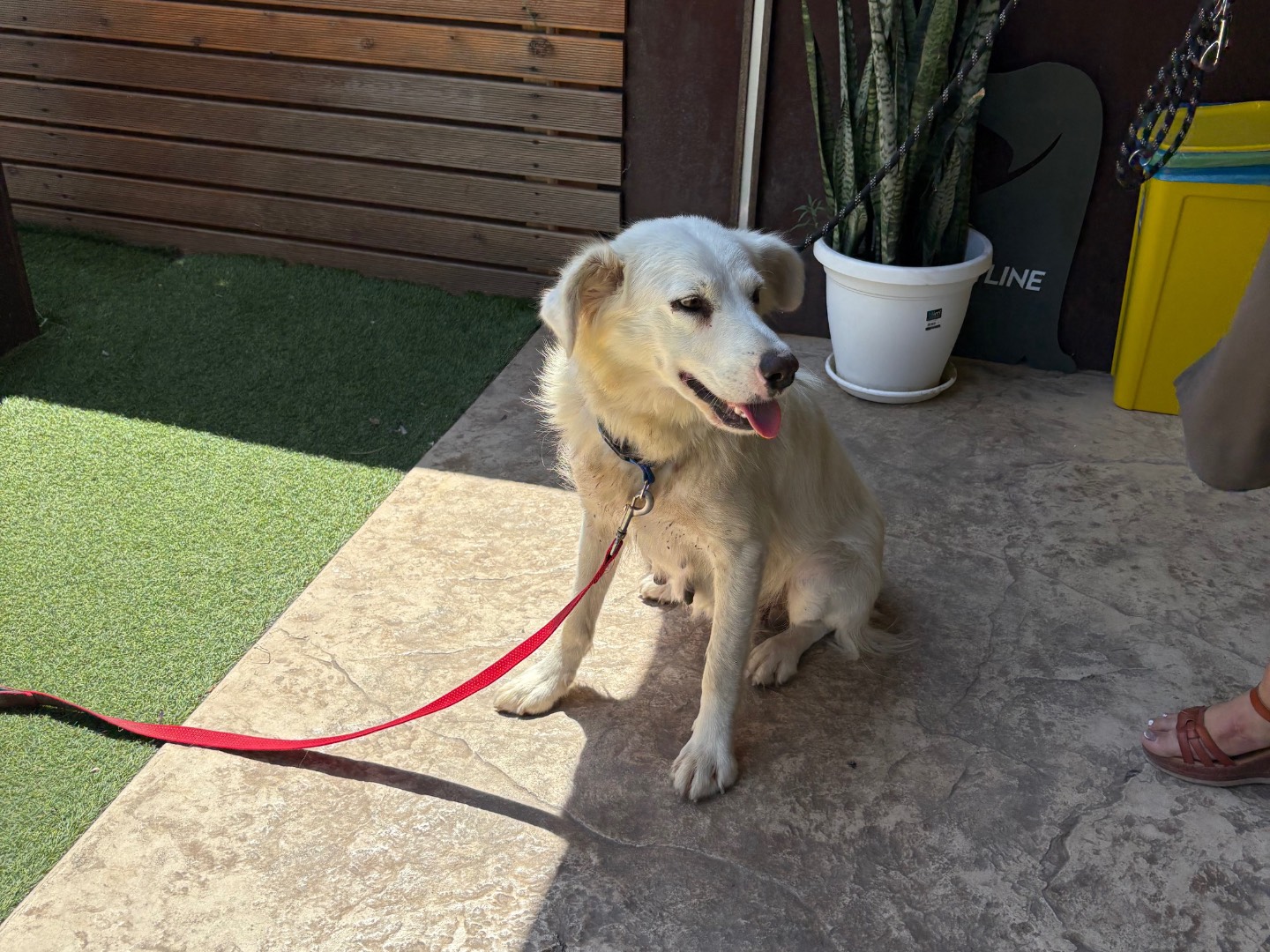 Adotta il cane Stella  a Siracusa