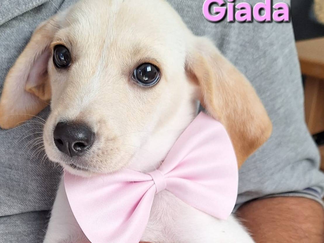 Adozione cane, femmina, Razza sconosciuta Segugio, 3 mesi, taglia media, Milano