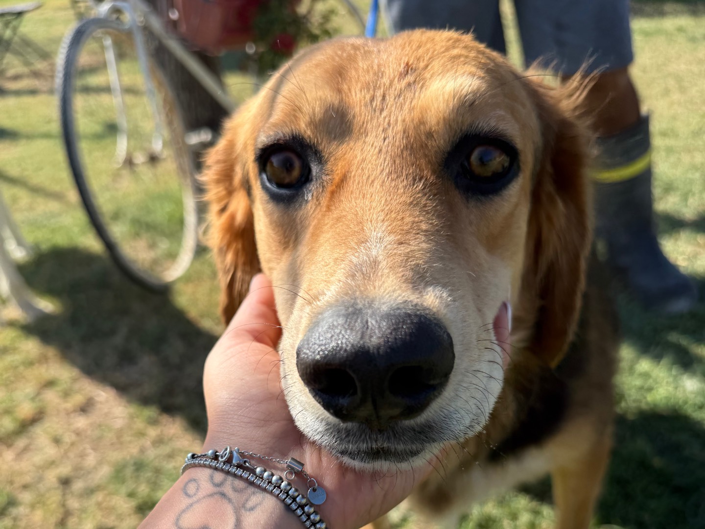 Adozione cane, femmina, Razza sconosciuta Razza sconosciuta, 2 anni e 2 mesi, taglia media, Matera